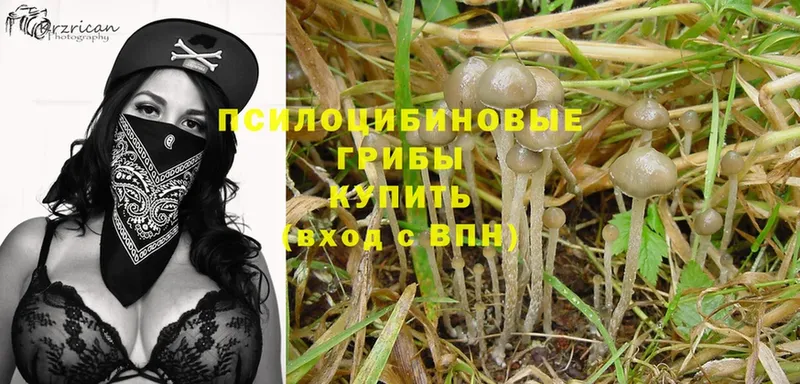 OMG ТОР  Курлово  Псилоцибиновые грибы Psilocybe 